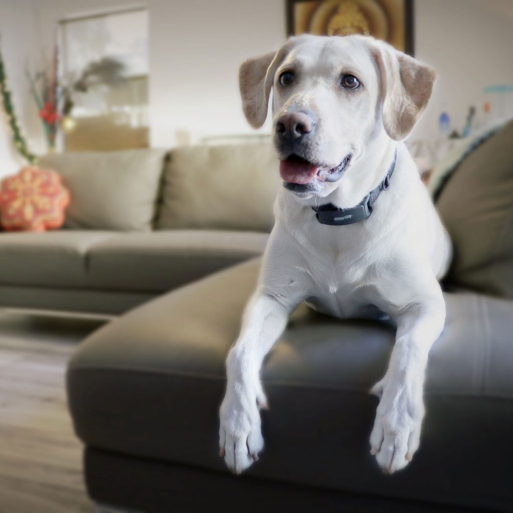 BarkWise Complete Collar AntiShock Bark Collar