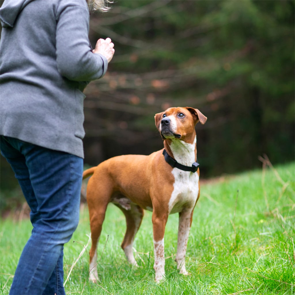 Training a dog with the positive pet collar