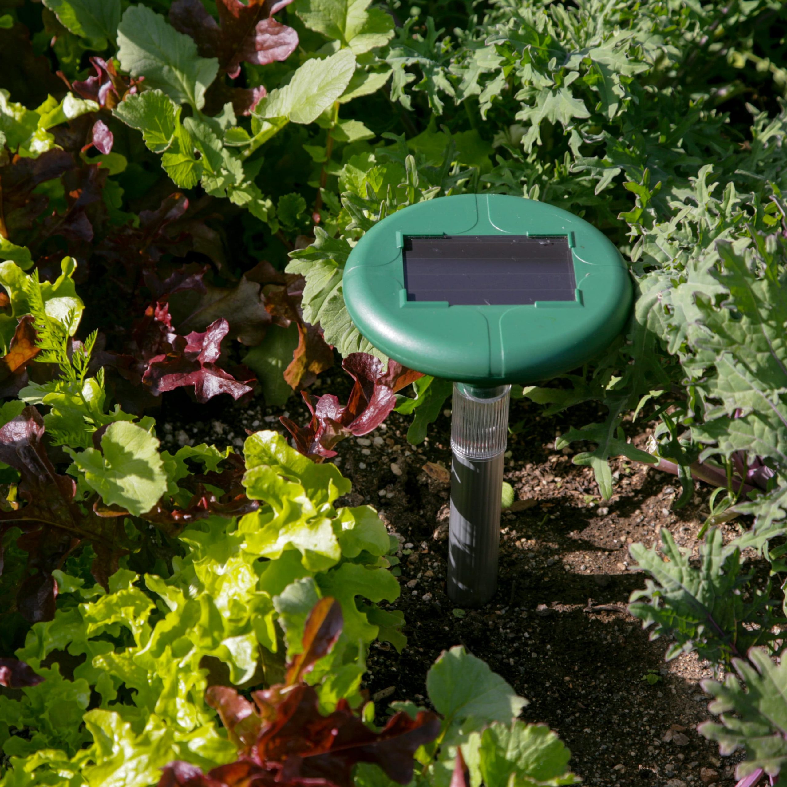 solar safeguard burrowing rodent repller installed in lettuce garden