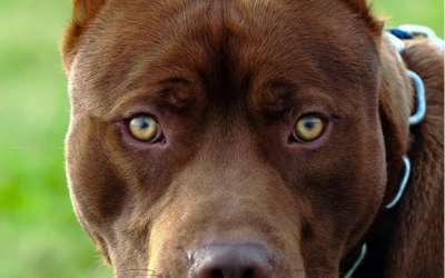 Are pit bulls dangerous? An image of a pit bull.
