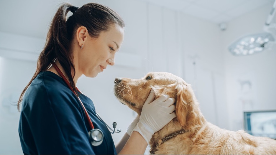 Want to earn passive income as a veterinarian? Here are some quick and easy ways to take your veterinary practice management up a notch.
