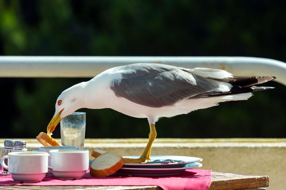 A seagull representing how to get rid of seagulls.