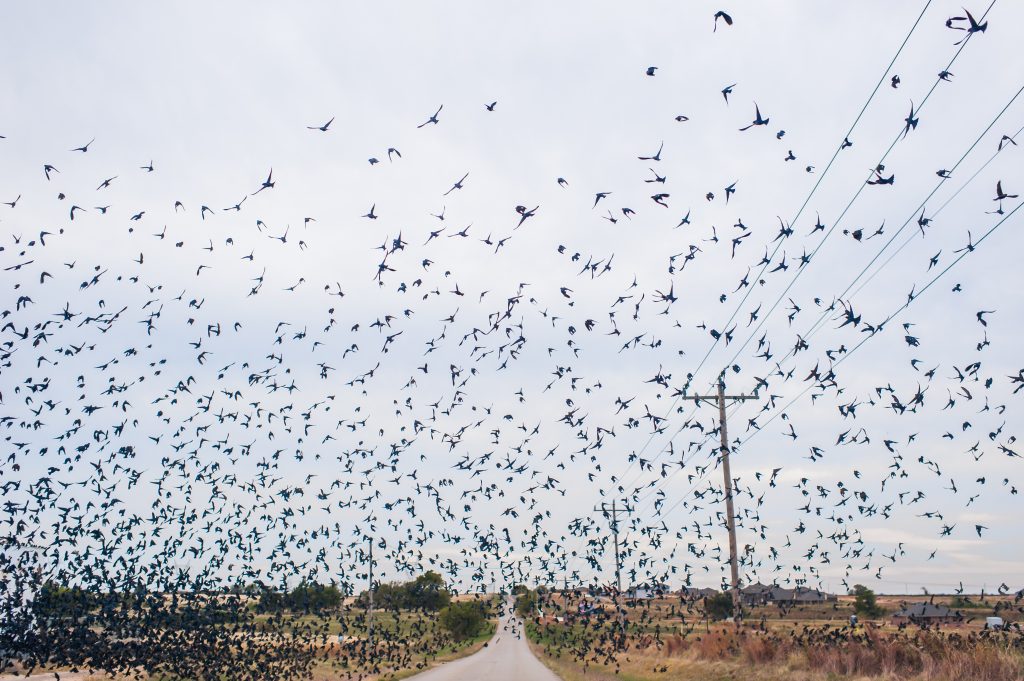A flock of birds invades a farmer's land who is in need of bird control products.