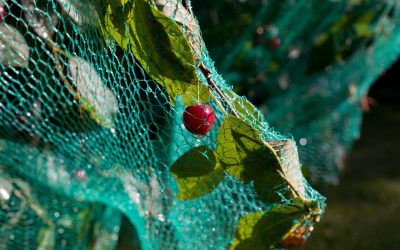 A cherry farmer is using bird netting for fruit trees to save his crops.