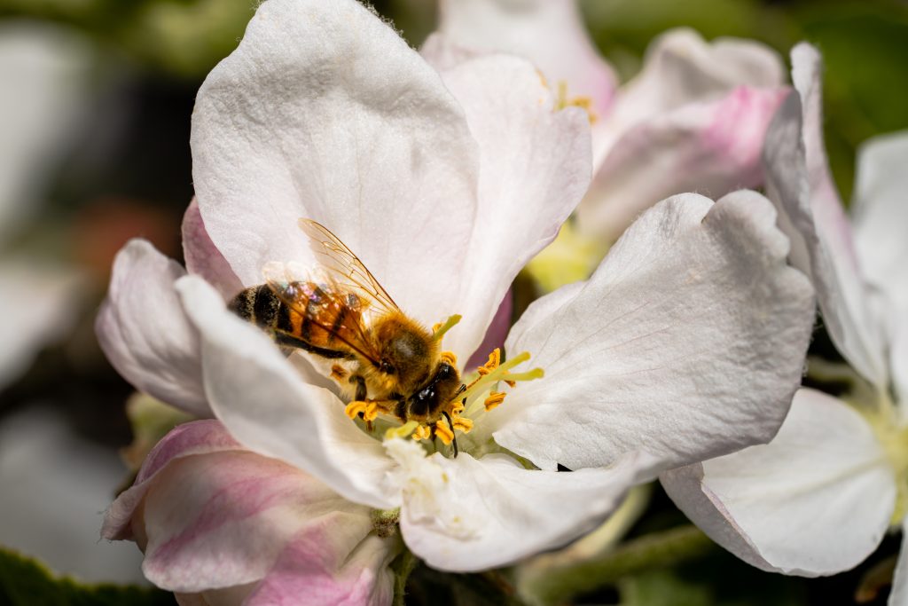 A bee pollinating an apple tree flower.