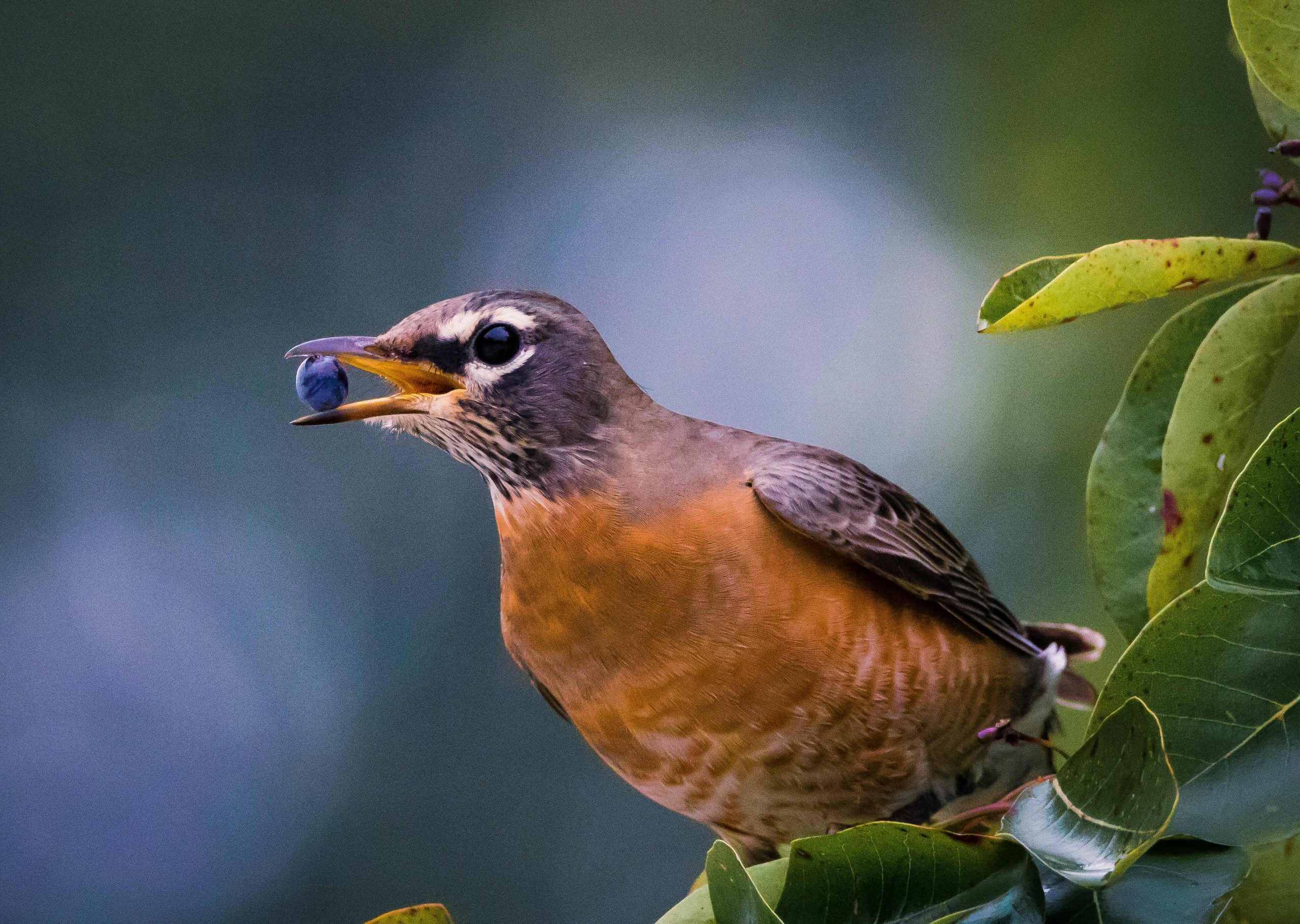 Protecting Blueberries from Birds Top Strategies and Tips Good Life Inc