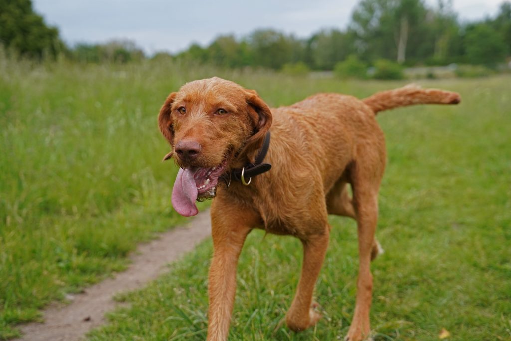 A Wirehaired Vizsla in a field.