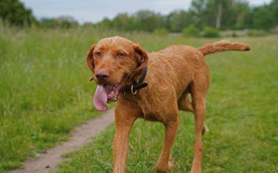 A Wirehaired Vizsla in a field.