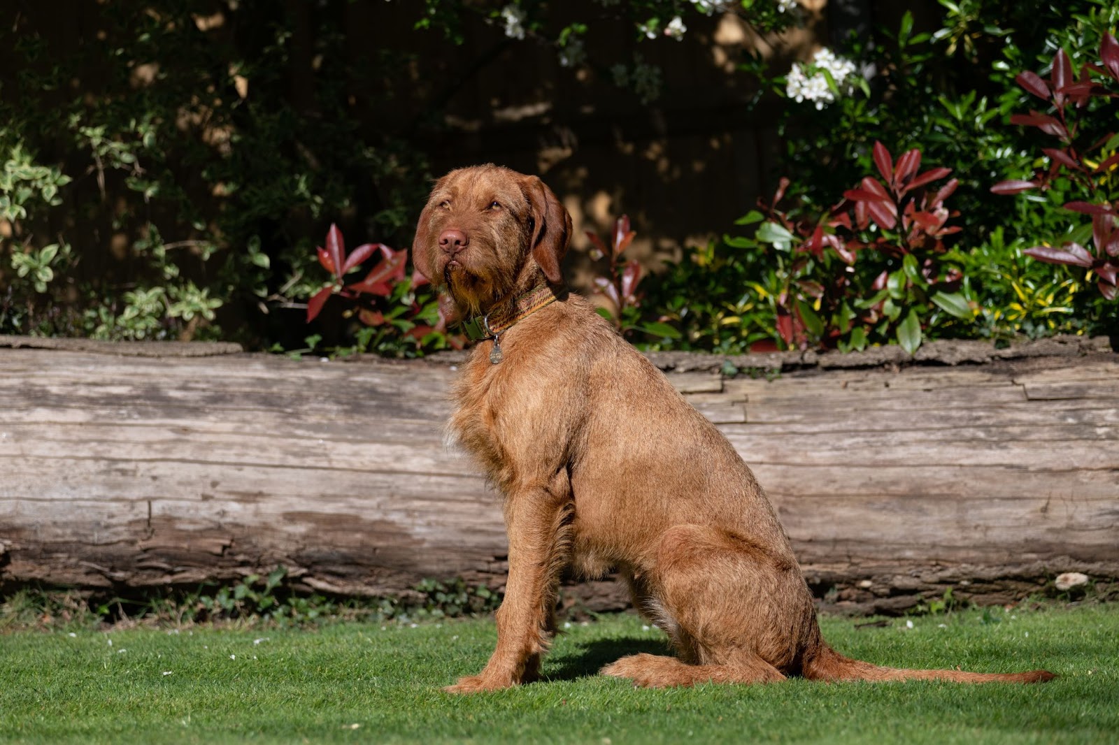 A Wirehaired Vizsla sitting outside.