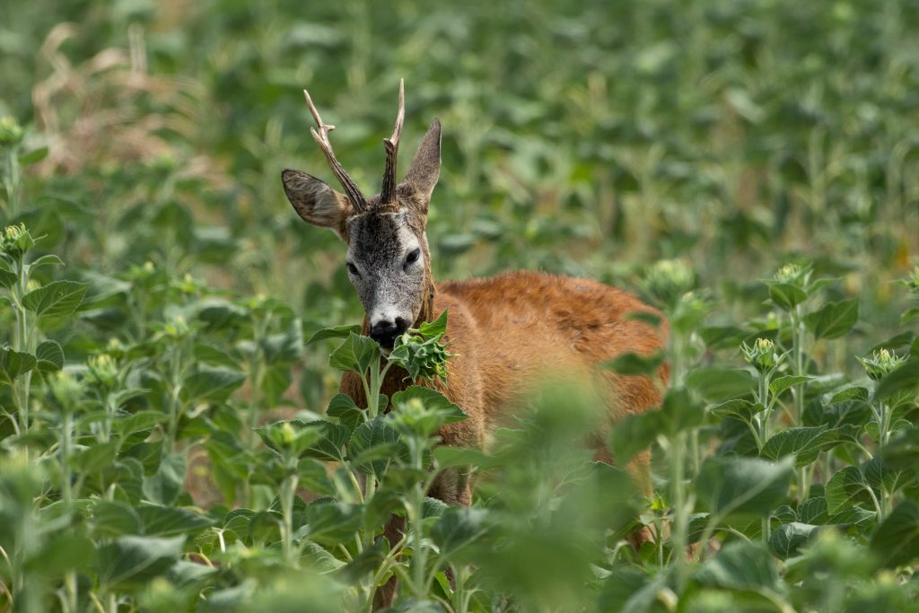 An image of a deer eating sunflowers in a farmer's field.